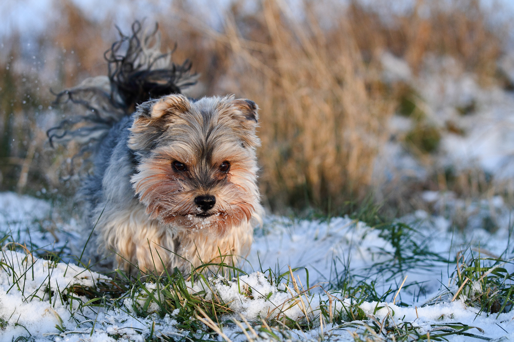 Otti (Bologneser, Yorkshire Terrier) Bologneser Yorkshire Terrier 